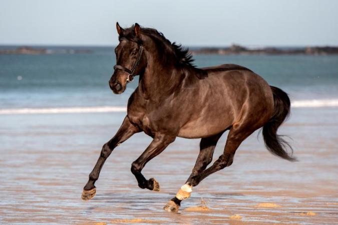paard-vleut-retouche-express1