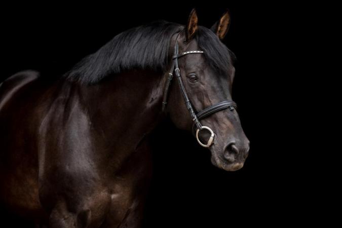 paard-vleut-portrait-2018-5