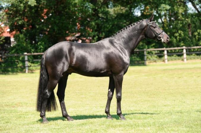 paard-FuerstenballStand