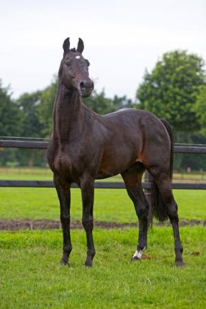 paard-Herald2