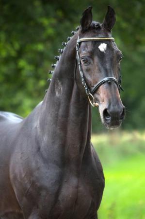 paard-Herald1