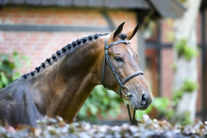 paard-van-gogh2