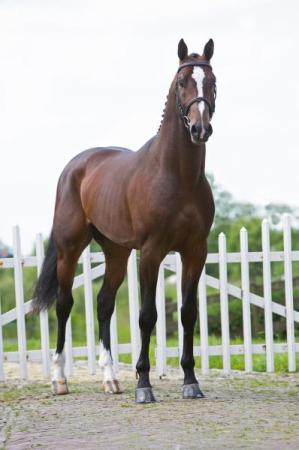 paard-Grand-Slam6