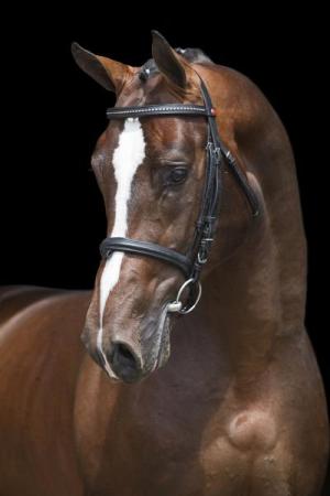 paard-Grand-Slam5