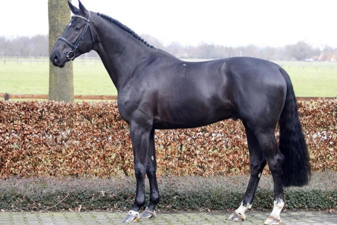paard-special-091107