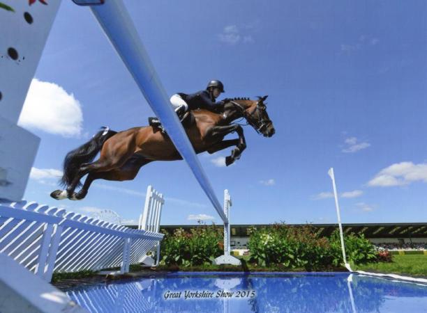 paard-balou-star-2016-1
