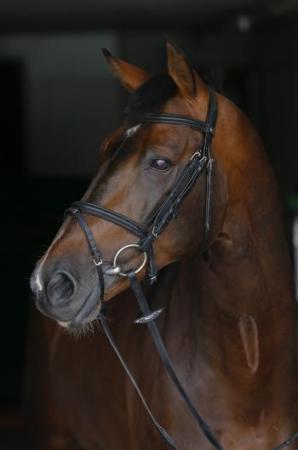 paard-balou-star3