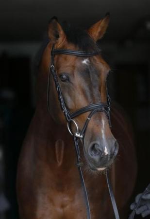 paard-balou-star2