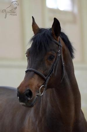 paard-lauterbach03201614