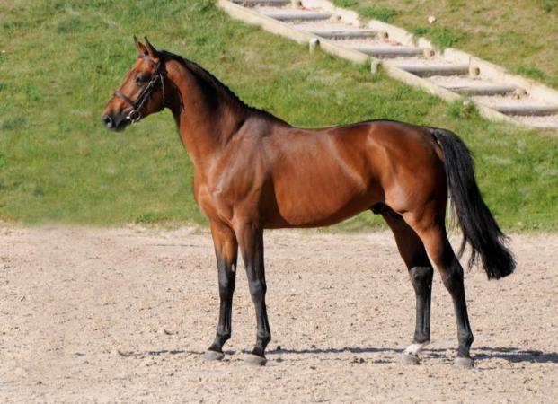 paard-urano