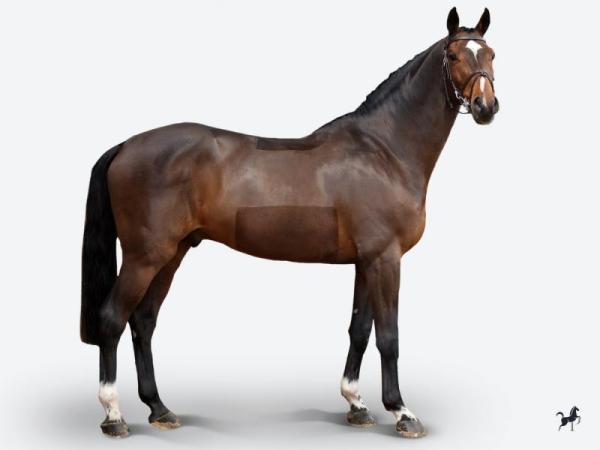 paard-bisquetbalouc