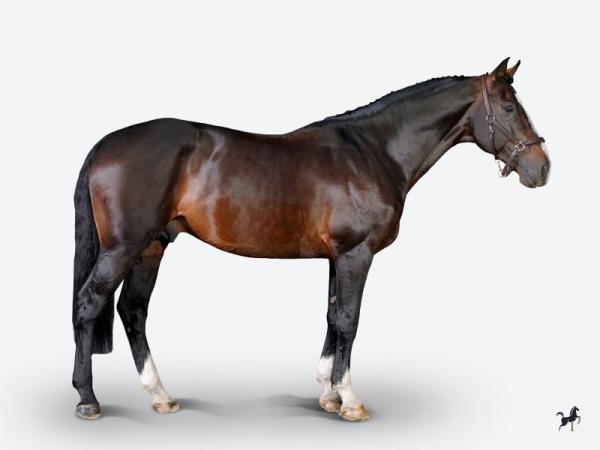 paard-chilliwilli