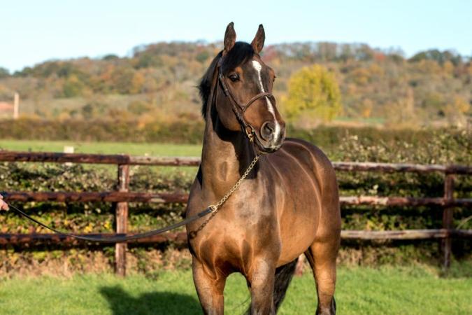 paard-Conquistador-28