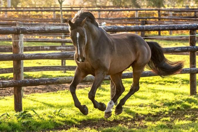 paard-Conquistador-60