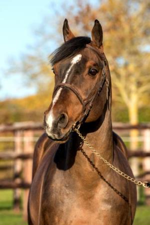 paard-Conquistador-49