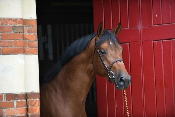 paard-cicavedutalus7