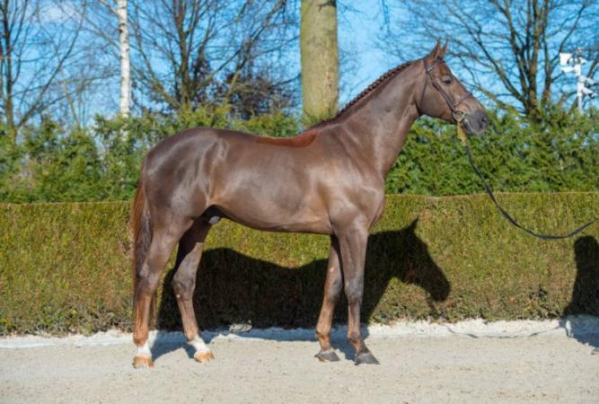 paard-don-vhp
