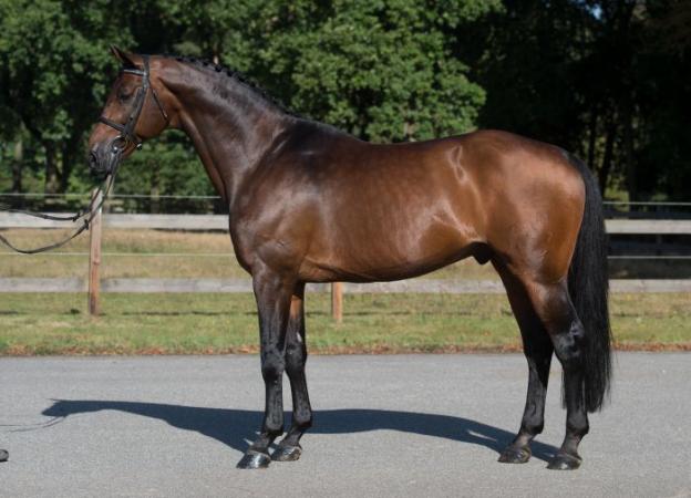 paard-canturano