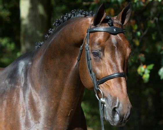 paard-canturano-z-hoofd-website-2-1