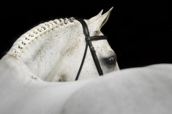paard-Cornado-II-Z-eventueel-openingsfoto