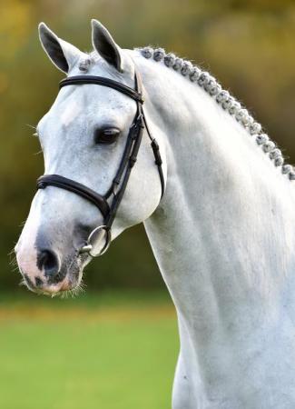 paard-cornado-hoofd