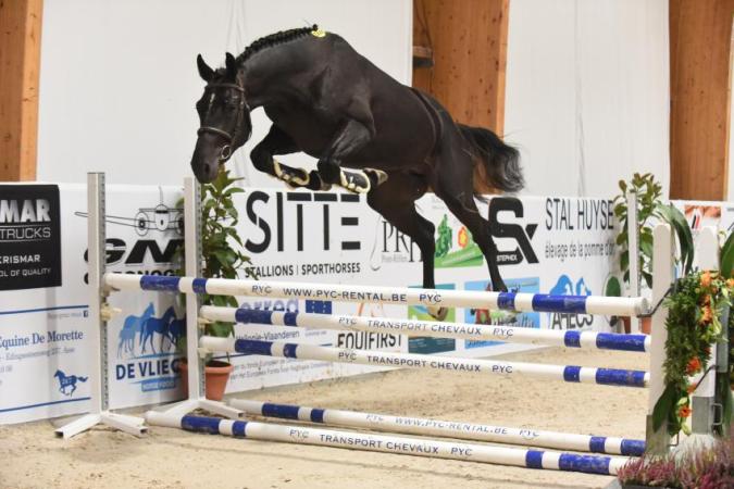 paard-DSC1117