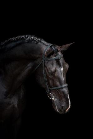 paard-Domi