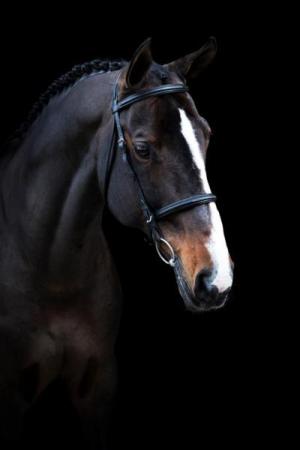 paard-paard-fotoshoot-zangersheidecanturanoz621220181031-medium