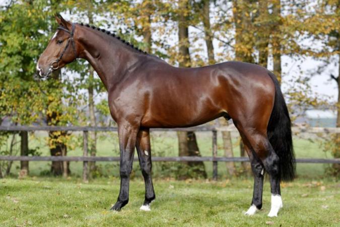 paard-grandorado2-1024x683