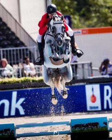 paard-5846