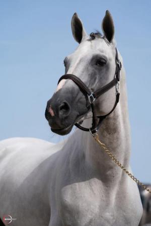 paard-4716