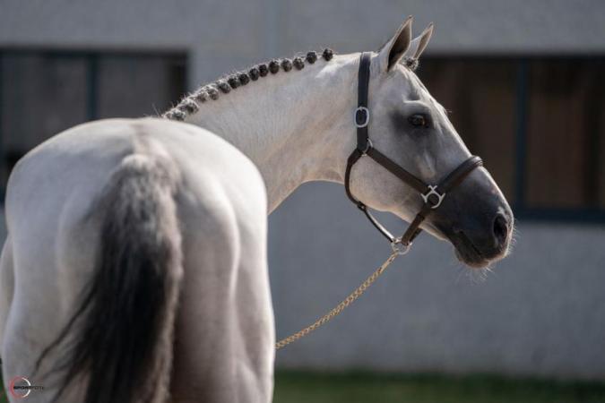 paard-4717