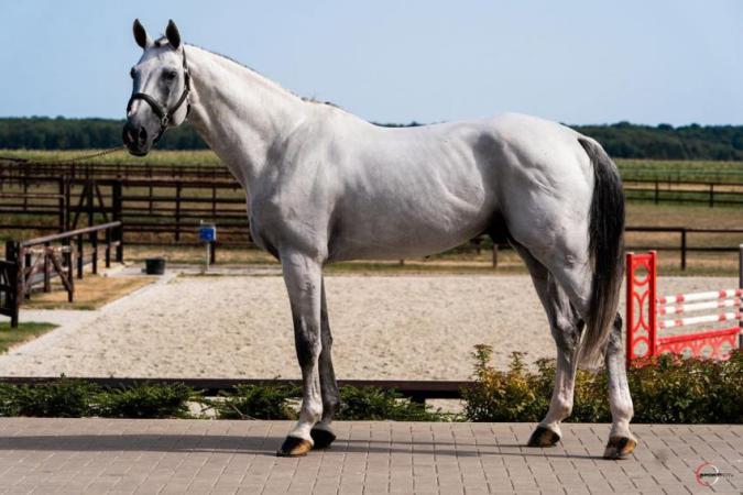 paard-4713
