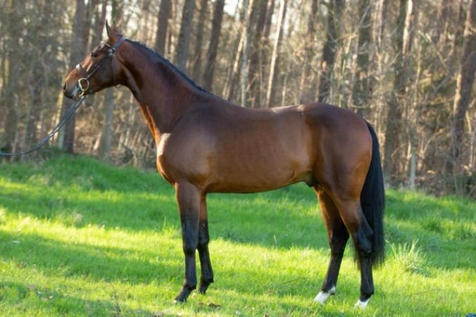 paard-Qanthago-stand6890