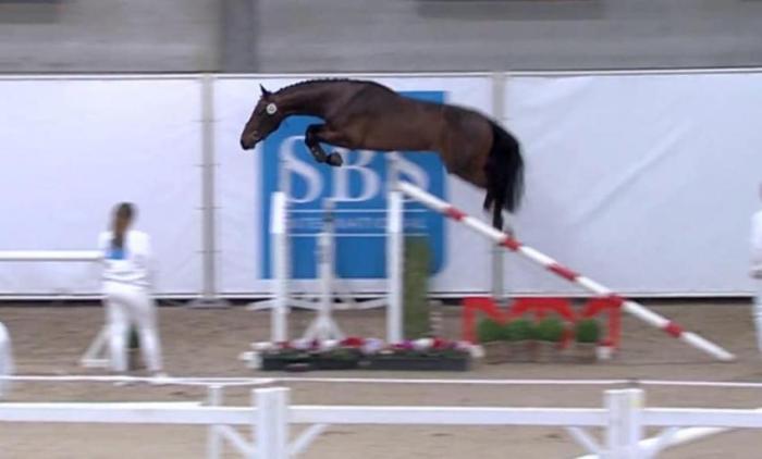 paard-Qanthago-sprong6891