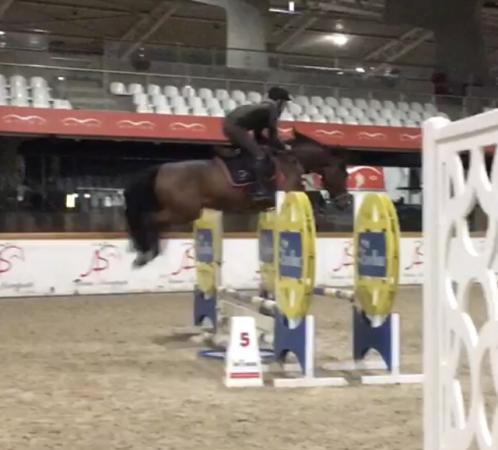 paard-foto-qanthago-training