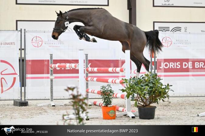 paard-image1-4