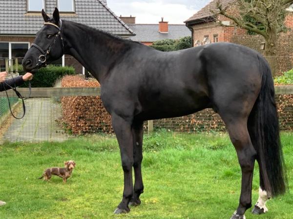 paard-Qannando-BV-exterieur