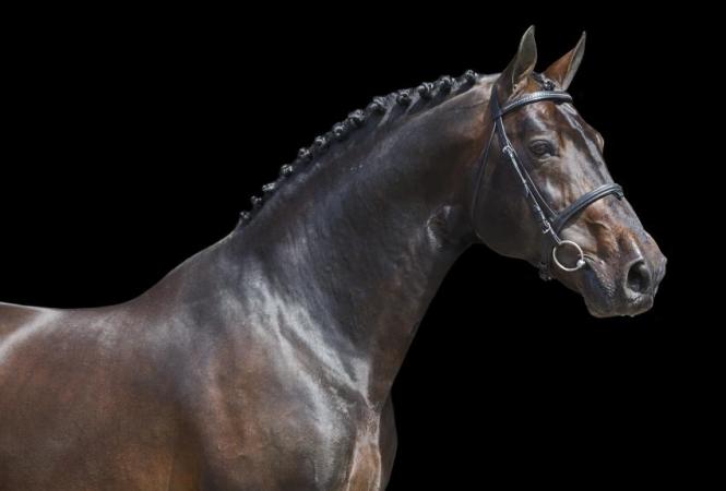 paard-douglas2