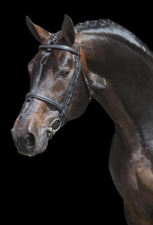 paard-douglas1