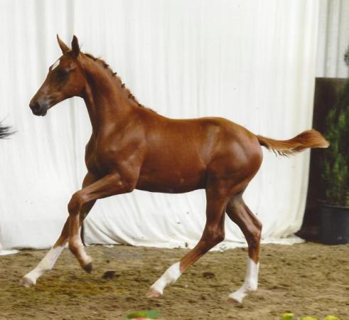 paard-JUNIOR-champion-de-Wallonnie-des-foals-HD