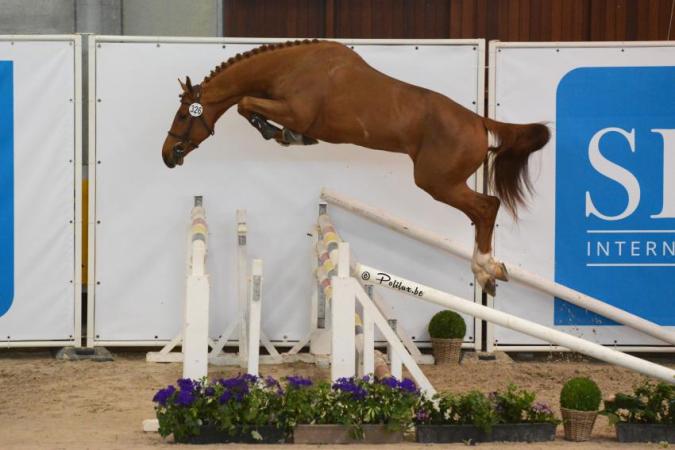 paard-JUNIOR-EXP1-HD