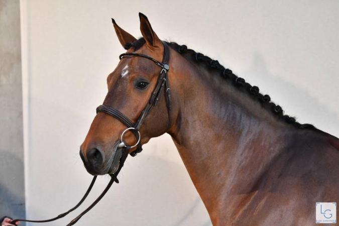 paard-2020-12-174E24807