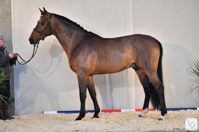 paard-2020-12-174E24797