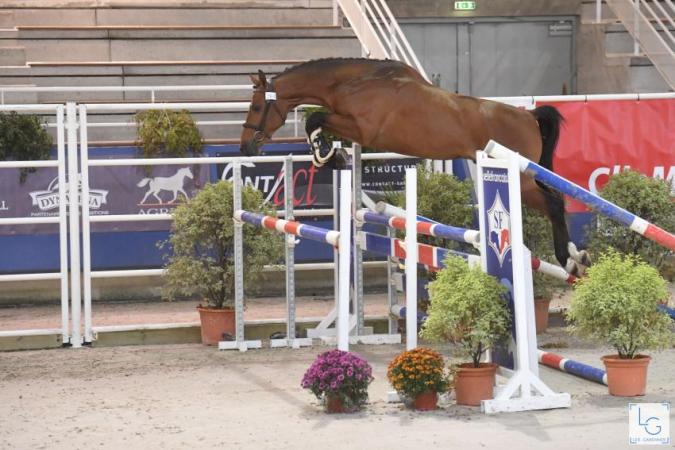 paard-2019-10-224G07956