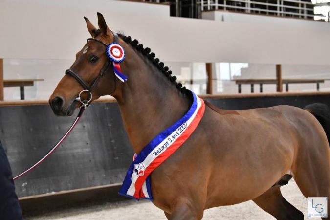 paard-2020-12-174E20093