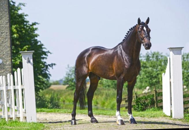 paard-Zapateroklein