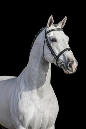 paard-zirocco3