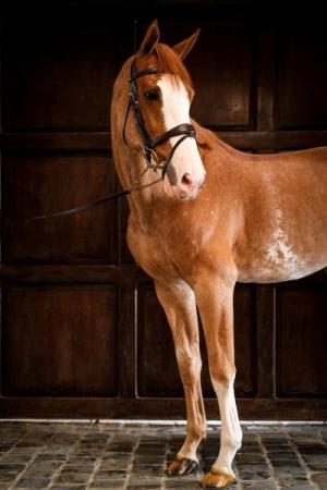 paard-dscf9045-2