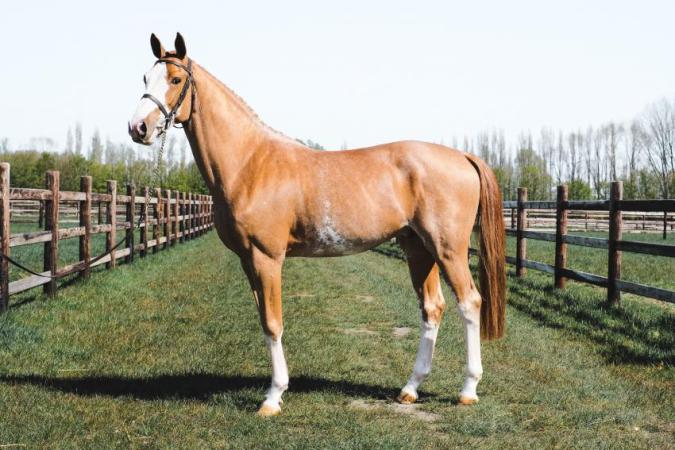paard-casper-dcp-21-krismar-stables